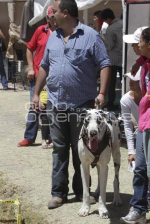 MUESTRA CANINA