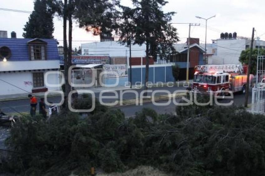 CAE ÁRBOL POR FUERTES VIENTOS