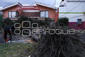 CAE ÁRBOL POR FUERTES VIENTOS