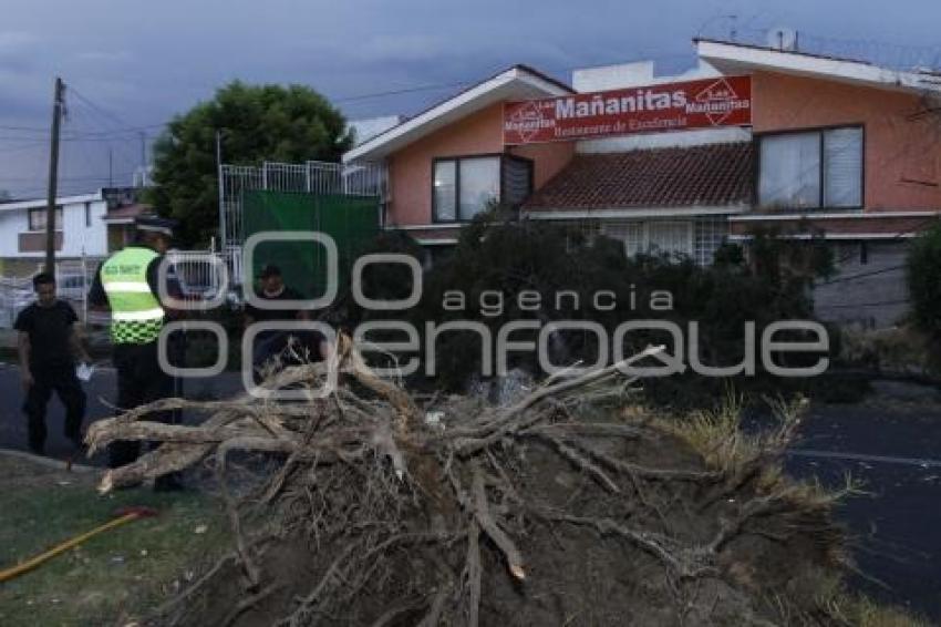 CAE ÁRBOL POR FUERTES VIENTOS