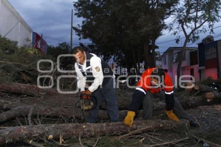 CAE ÁRBOL POR FUERTES VIENTOS