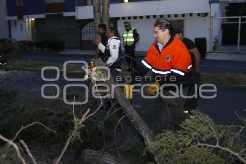 CAE ÁRBOL POR FUERTES VIENTOS