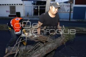 CAE ÁRBOL POR FUERTES VIENTOS