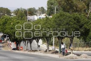 LONA RUTA. SEMBRADO DE ÁRBOLES