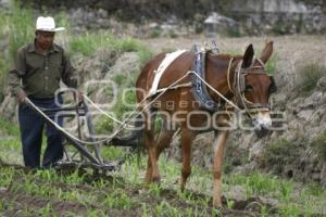 CAMPESINO CON EL ARADO