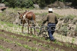 CAMPESINO CON EL ARADO