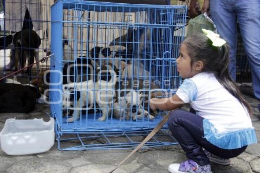 ADOPCIÓN DE MASCOTAS