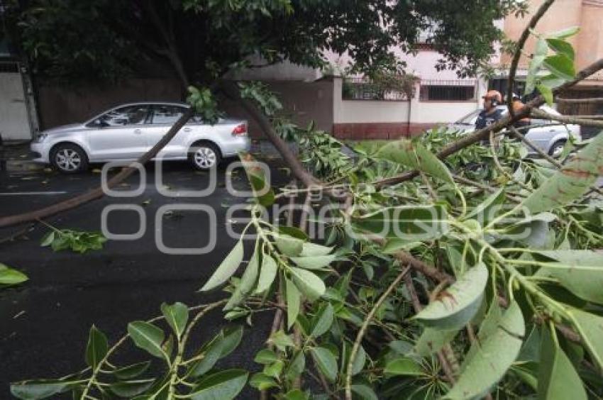 CAE RAMA DE ÁRBOL