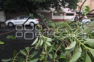 CAE RAMA DE ÁRBOL