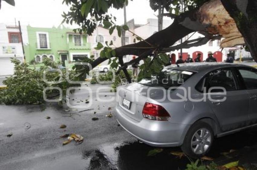 CAE RAMA DE ÁRBOL