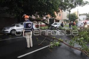 CAE RAMA DE ÁRBOL