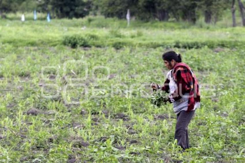 CAMPO