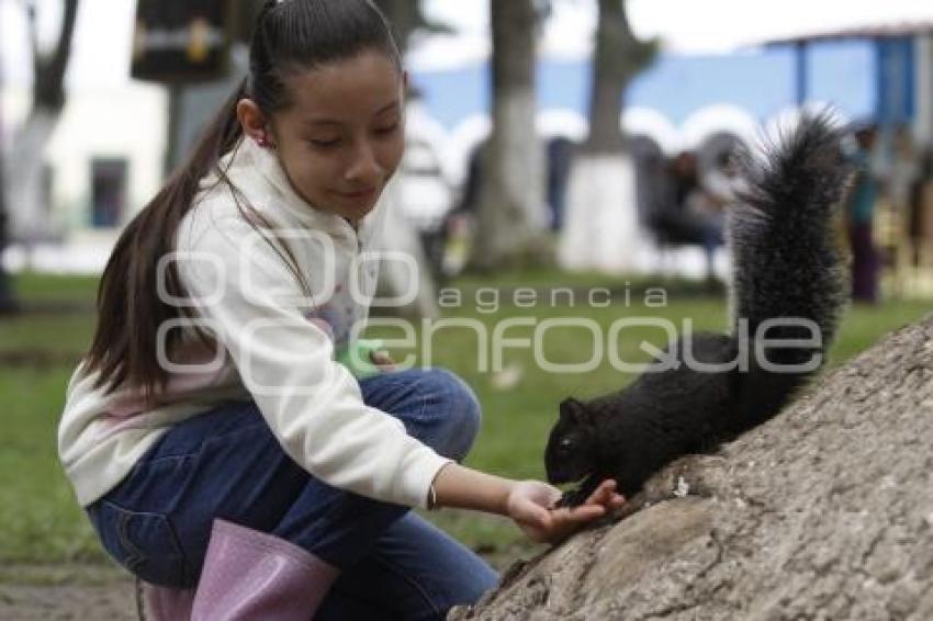 ARDILLAS . ZÓCALO SAN PEDRO CHOLULA