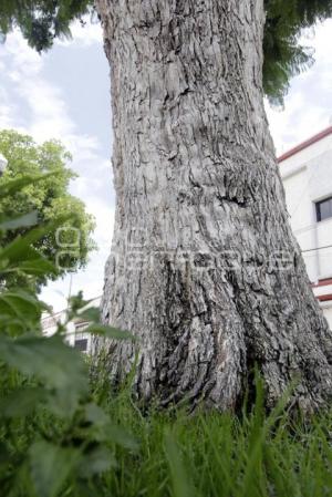 DÍA MUNDIAL DEL ÁRBOL