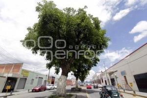 DÍA MUNDIAL DEL ÁRBOL