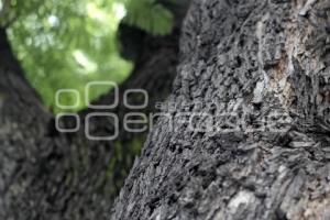 DÍA MUNDIAL DEL ÁRBOL