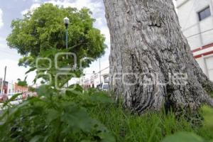 DÍA MUNDIAL DEL ÁRBOL