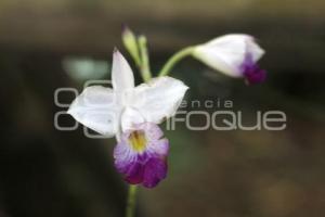 SEGUNDO FESTIVAL DE LA ORQUÍDEA