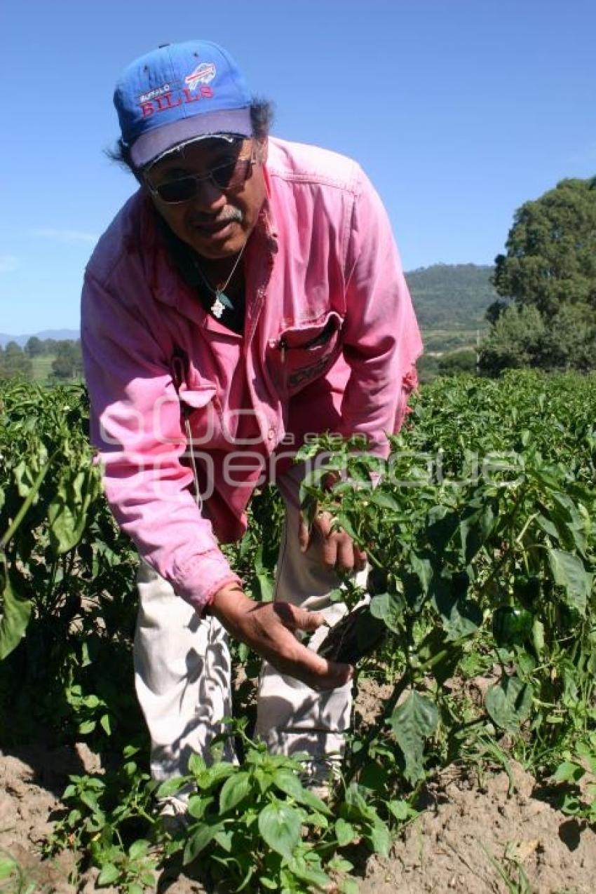 PLANTAS DE CHILE POBLANO. TEXMELUCAN