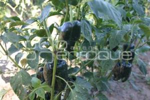 PLANTAS DE CHILE POBLANO. TEXMELUCAN