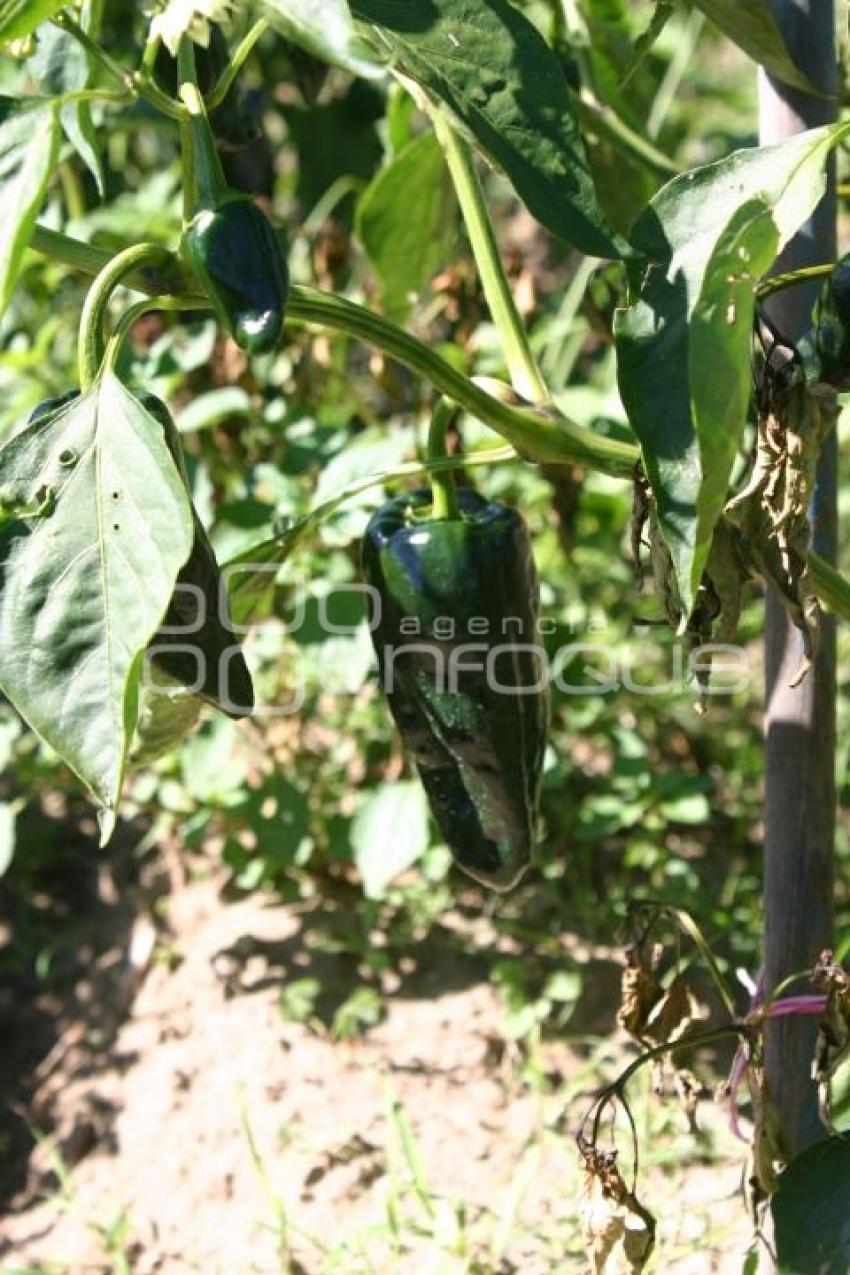 PLANTAS DE CHILE POBLANO. TEXMELUCAN