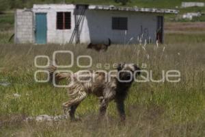 DÍA INTERNACIONAL DEL PERRO CALLEJERO