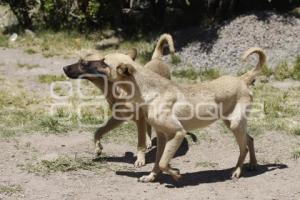 DÍA INTERNACIONAL DEL PERRO CALLEJERO