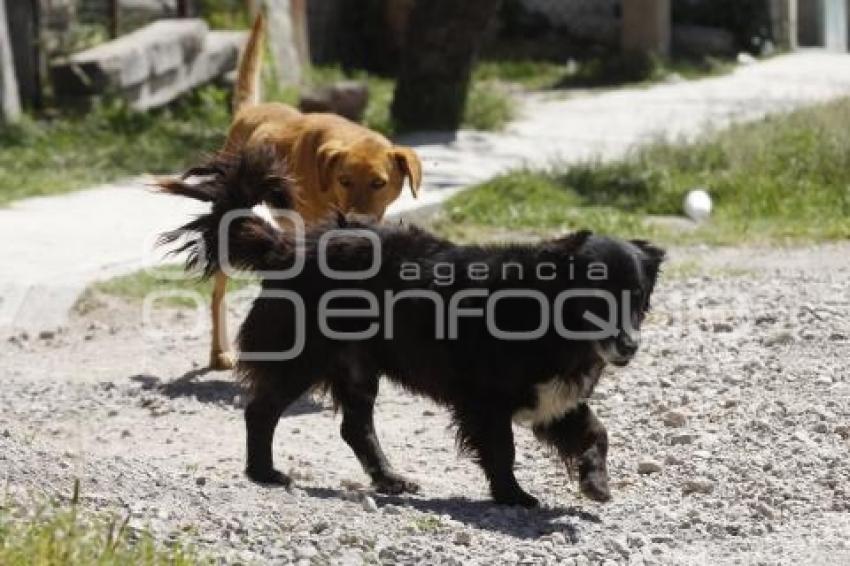DÍA INTERNACIONAL DEL PERRO CALLEJERO