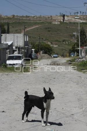 DÍA INTERNACIONAL DEL PERRO CALLEJERO