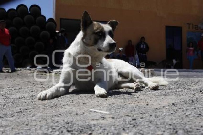 DÍA INTERNACIONAL DEL PERRO CALLEJERO