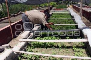 VIVERO . TEHUACÁN