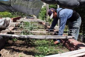 VIVERO . TEHUACÁN