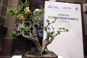 EXPOSICIÓN CLUB BONSÁI