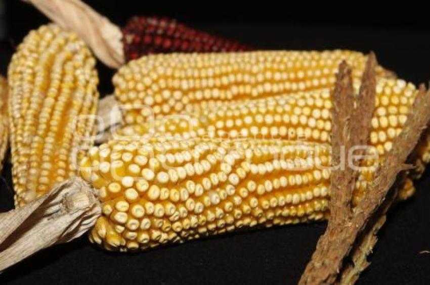 FESTIVAL DEL ELOTE Y DEL MAÍZ . ZACATLAN