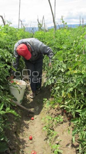 COSECHA DE JITOMATE . TEHUACÁN