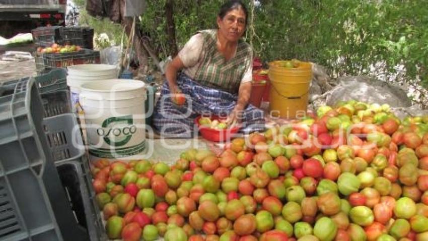 COSECHA DE JITOMATE . TEHUACÁN