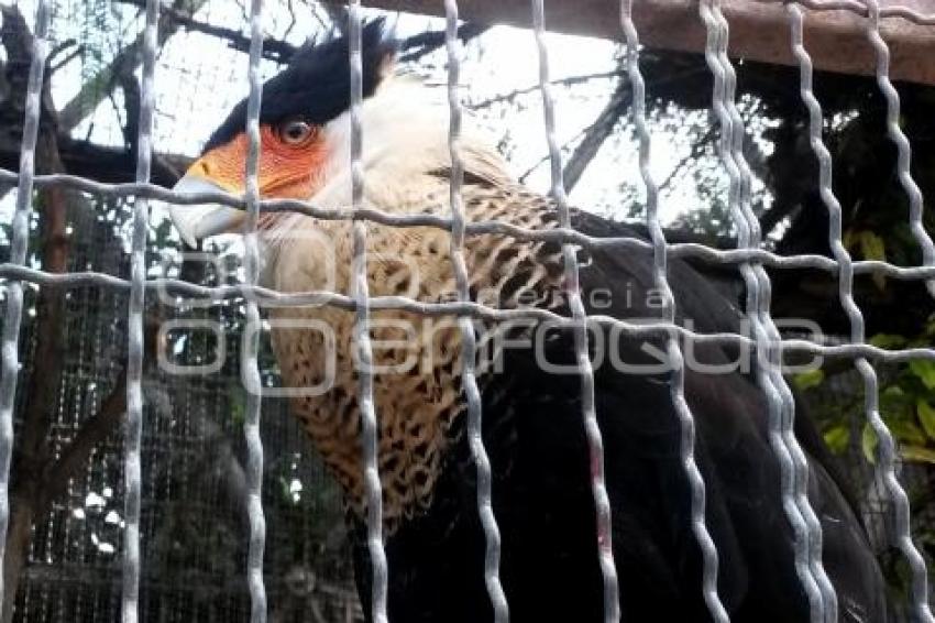 PARQUE ECOLÓGICO . AVIARIO