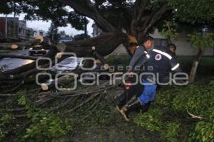 CAE ARBOL . SAN MANUEL