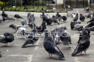 PLAGA DE PALOMAS