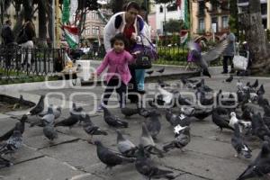 PLAGA DE PALOMAS