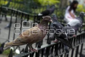 PLAGA DE PALOMAS