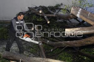 CAE ARBOL . SAN MANUEL