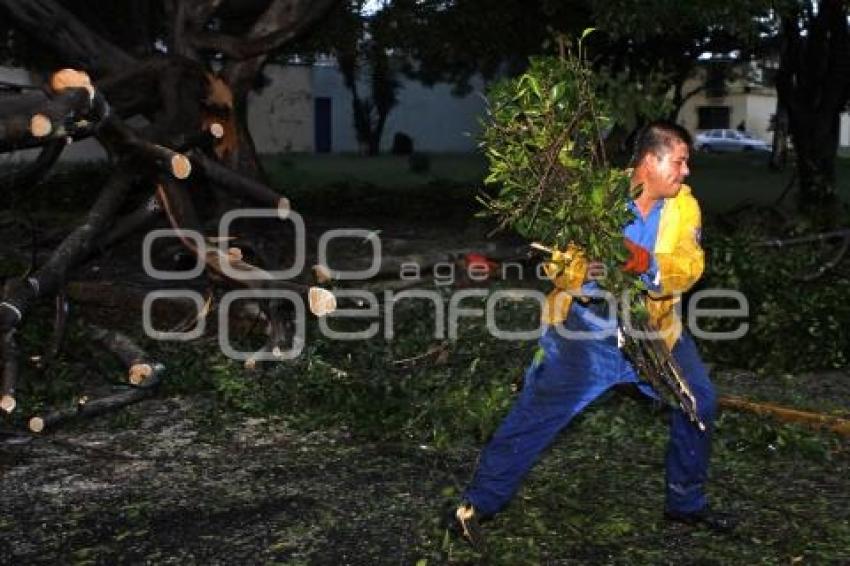 CAE ARBOL . SAN MANUEL