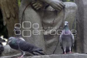 PLAGA DE PALOMAS