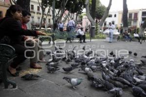 PLAGA DE PALOMAS