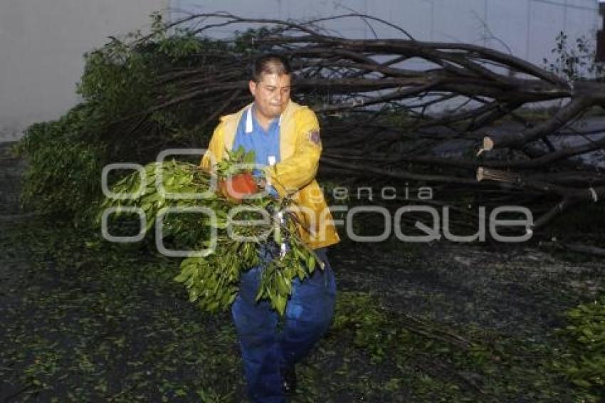 CAE ARBOL . SAN MANUEL