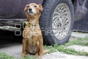 DÍA MUNDIAL DE LOS ANIMALES