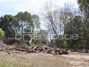 ARBOLES DERRIBADOS . TEHUACÁN