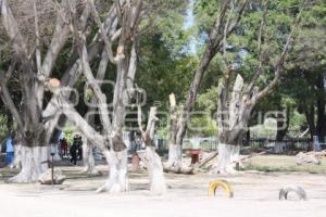 ARBOLES DERRIBADOS . TEHUACÁN