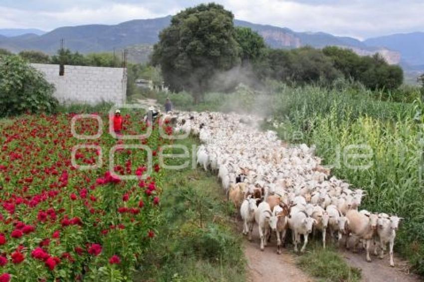 TEHUACÁN . PREPARATIVOS LA MATANZA